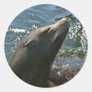 Sea Lion Stickers