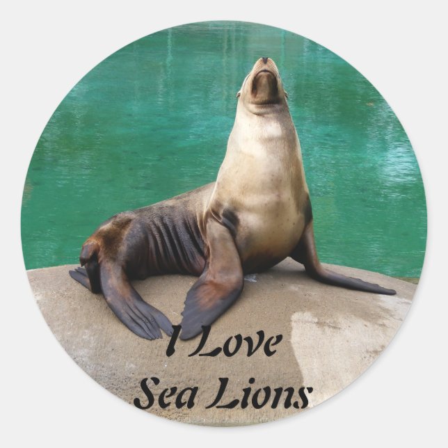 Sea Lion Stickers (Front)