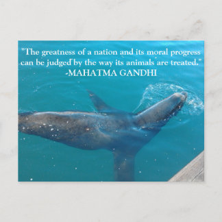 Sea Lion Swimming in Harbour with Ghandi quote Postcard