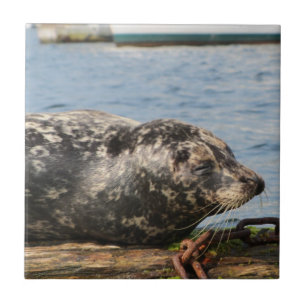 Sea Lion Tile