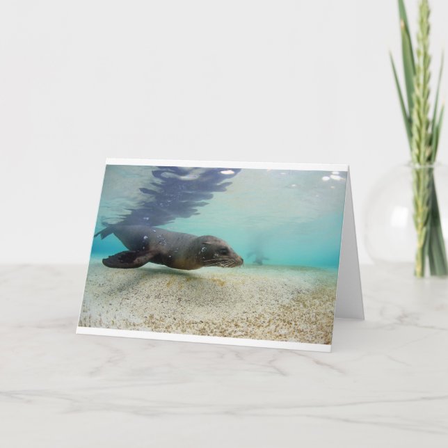 Sea lion underwater paradise lagoon card (Front)