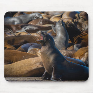 Sea Lion Yawning with Harbour Colony - Photography Mouse Mat
