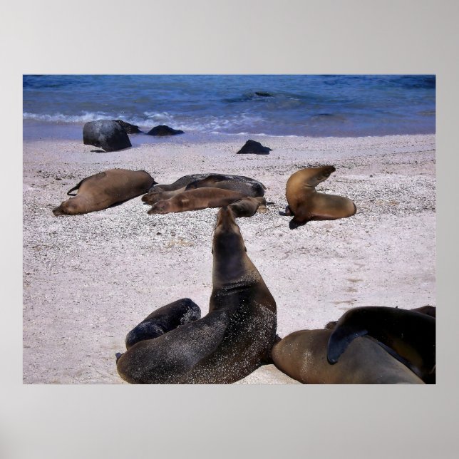 Sea Lion Yogo Poster (Front)
