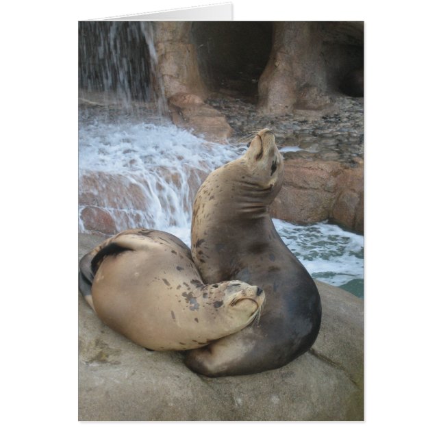 Sea Lions (Front)