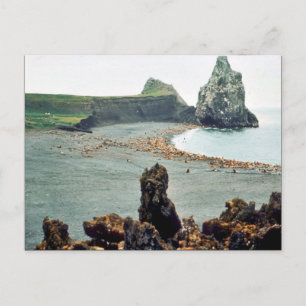 Sea Lions at Haulout Postcard