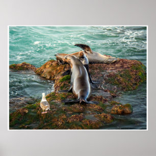 Sea Lions Coastal Wall Art Wildlife Photo Print