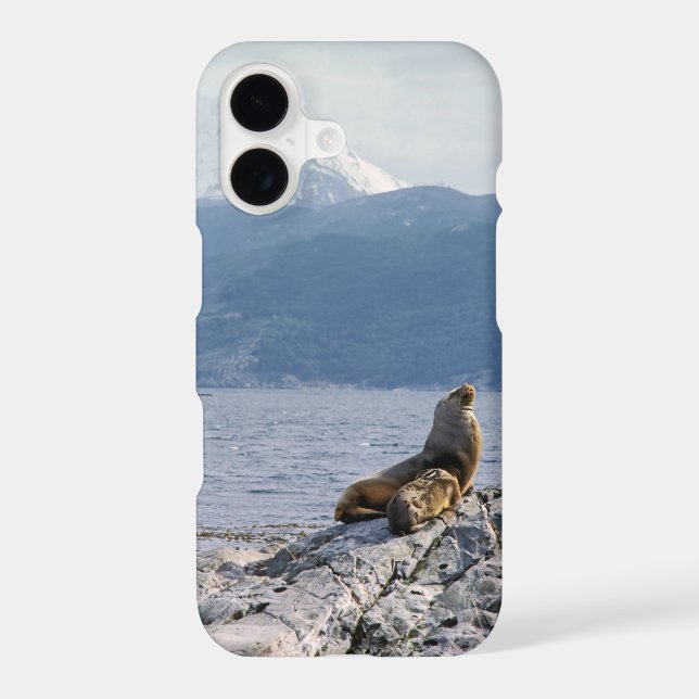 Sea lions in beagle channel - Argentina (Back)