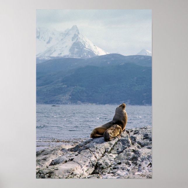 Sea lions in beagle channel - Argentina Poster (Front)
