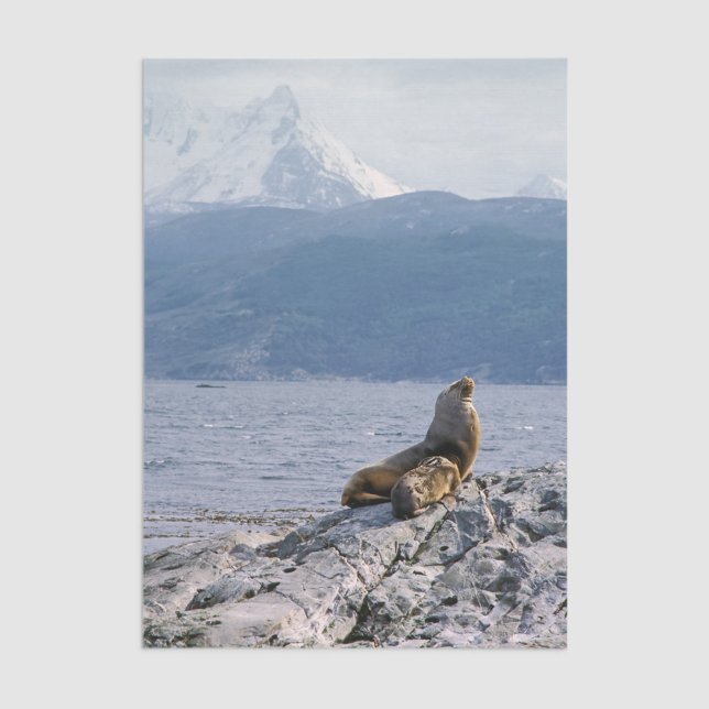 Sea lions in beagle channel - Argentina Tissue Paper (Creator Uploaded)