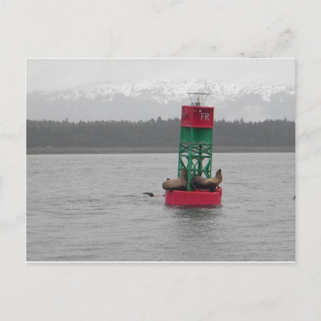Sea Lions in Juneau, Alaska Postcard (Front)