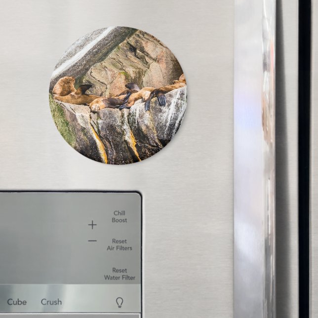 Sea Lions Laying On The Rocks Magnet (In Situ (Fridge))