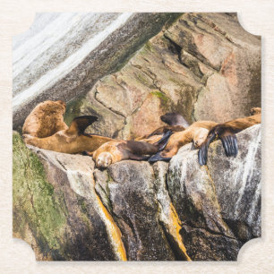 Sea Lions Laying On The Rocks Paper Coaster