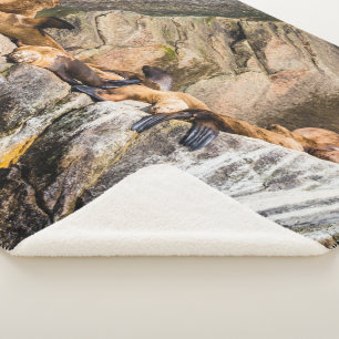 Sea Lions Laying On The Rocks Sherpa Blanket