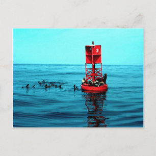 Sea lions on harbour buoy, Ventura, California, U. Postcard