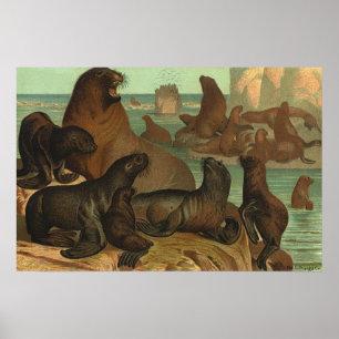Sea Lions on the Beach, Vintage Marine Life Animal Poster