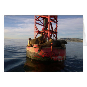 Sea Lions Relaxing on a Buoy in Dana Point