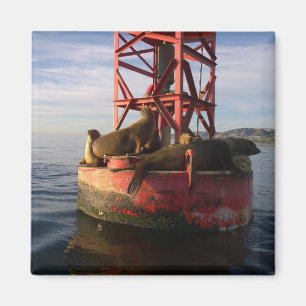 Sea Lions Relaxing on a Buoy in Dana Point Magnet