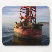 Sea Lions Relaxing on a Buoy in Dana Point