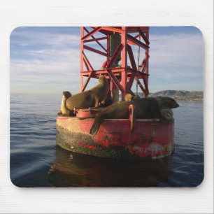 Sea Lions Relaxing on a Buoy in Dana Point Mouse Mat