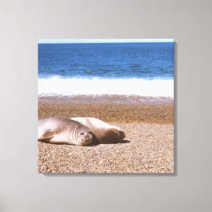 Sea Lions Resting on Beach Canvas Print