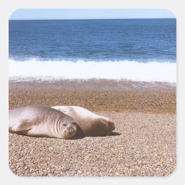 Sea Lions Resting on Beach Square Sticker (Front)