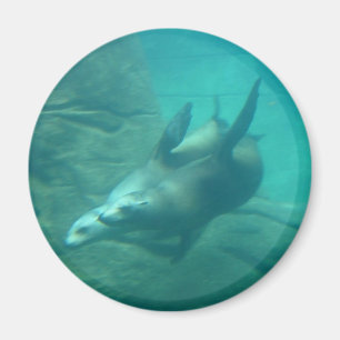 Sea Lions Round Magnet