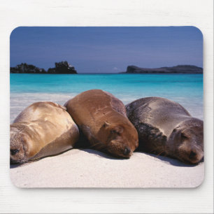 Sea Lions Sleeping On Beach   Ecuador Mouse Mat