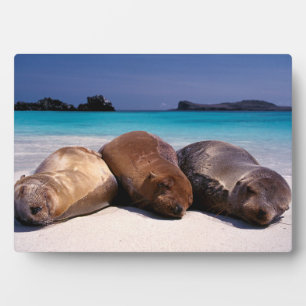 Sea Lions Sleeping On Beach   Ecuador Plaque