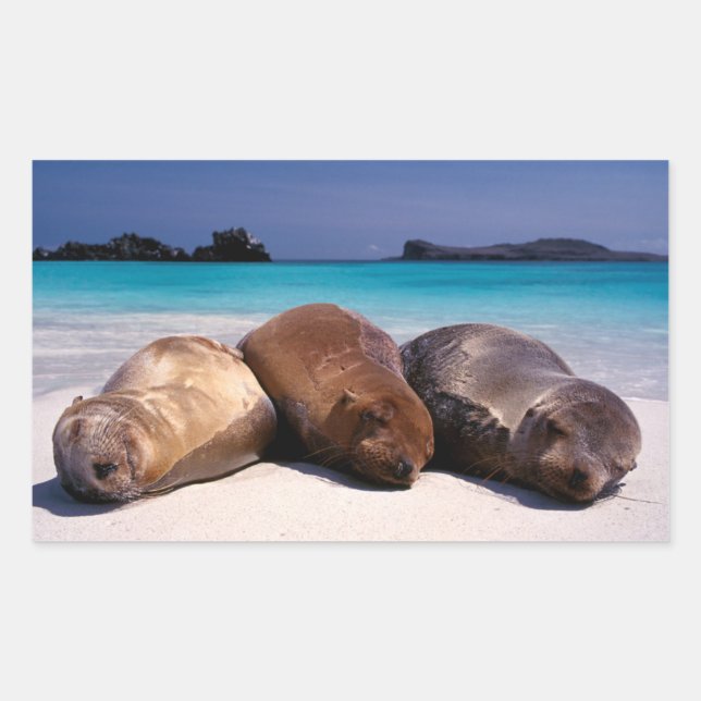 Sea Lions Sleeping On Beach | Ecuador Rectangular Sticker (Front)