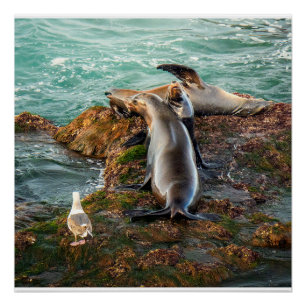 Sea Lions Wall Art Coastal Wildlife Print