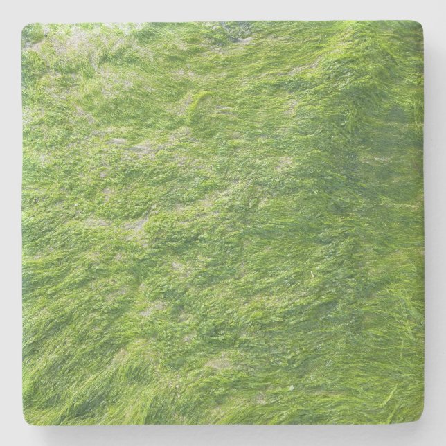 Sea Moss Green Nature Grass Beach Nautical Stone Coaster (Front)