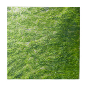 Sea Moss Green Nature Grass Beach Nautical Tile