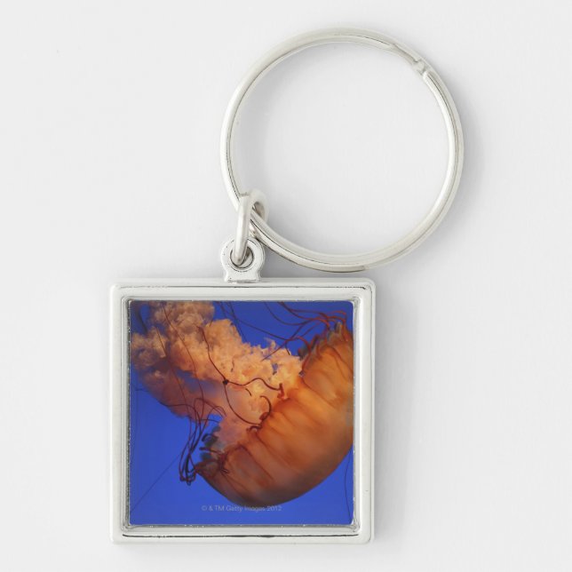 Sea nettle jellyfish key ring (Front)