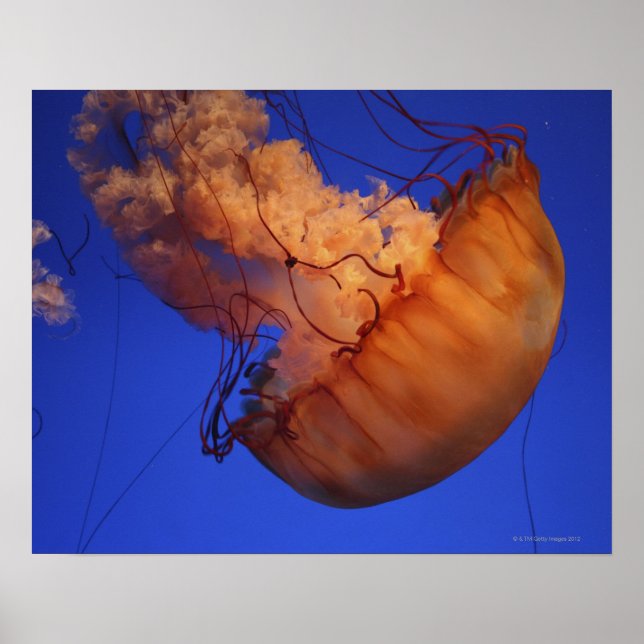 Sea nettle jellyfish poster (Front)