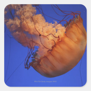 Sea nettle jellyfish square sticker