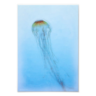 Sea Nettle Photo Print