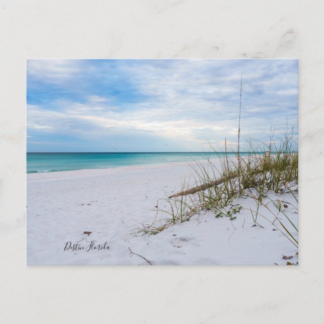 Sea Oats And White Sand Beach Morning Postcard (Front)