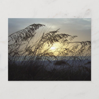 Sea Oats, Anna Marie Island Postcard