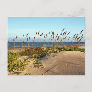 Sea Oats & Dunes Postcard