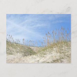 Sea Oats Outer Banks NC Series Postcard
