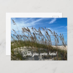 "Sea Oats" Postcard