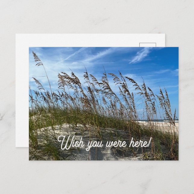 "Sea Oats" Postcard (Front/Back)