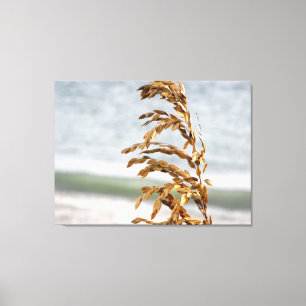 Sea Oats, Sea Breeze Canvas Print