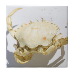 Sea Ocean Crab Shell texture structure details Tile