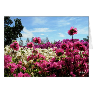 Sea of Azaleas, S Cyr