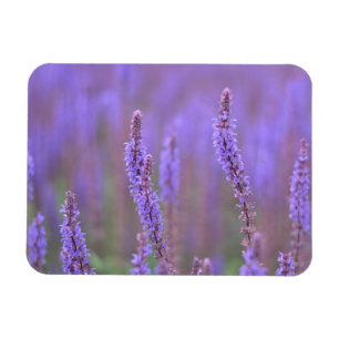 Sea of Purple Flowers at RHS Wisley Magnet