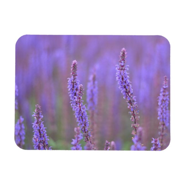 Sea of Purple Flowers at RHS Wisley Magnet (Horizontal)