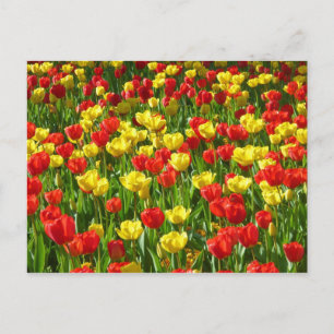 Sea of Tulips III Postcard
