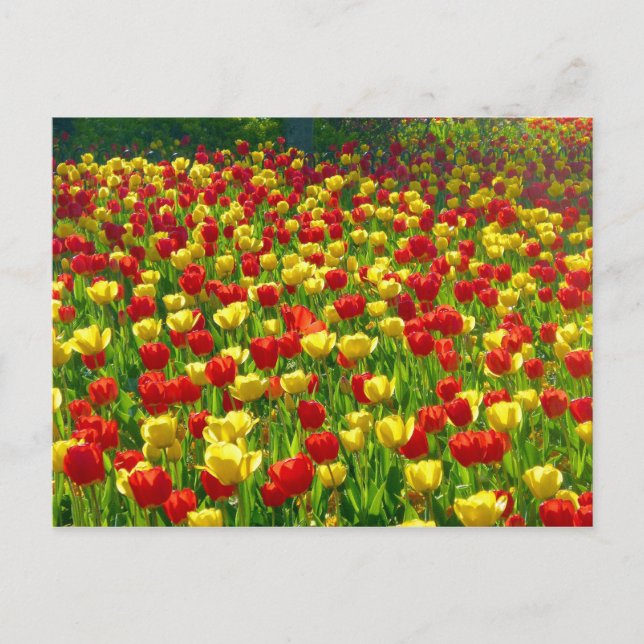 Sea of Tulips Postcard (Front)