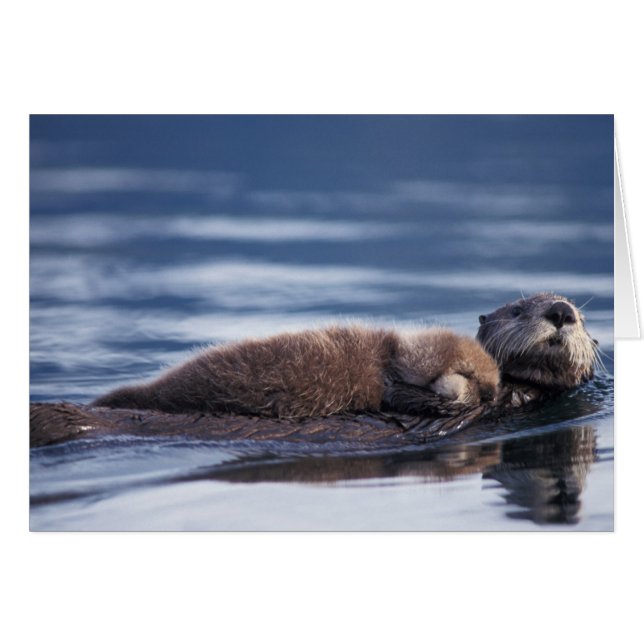 sea otter, Enhydra lutris lutris (Front Horizontal)
